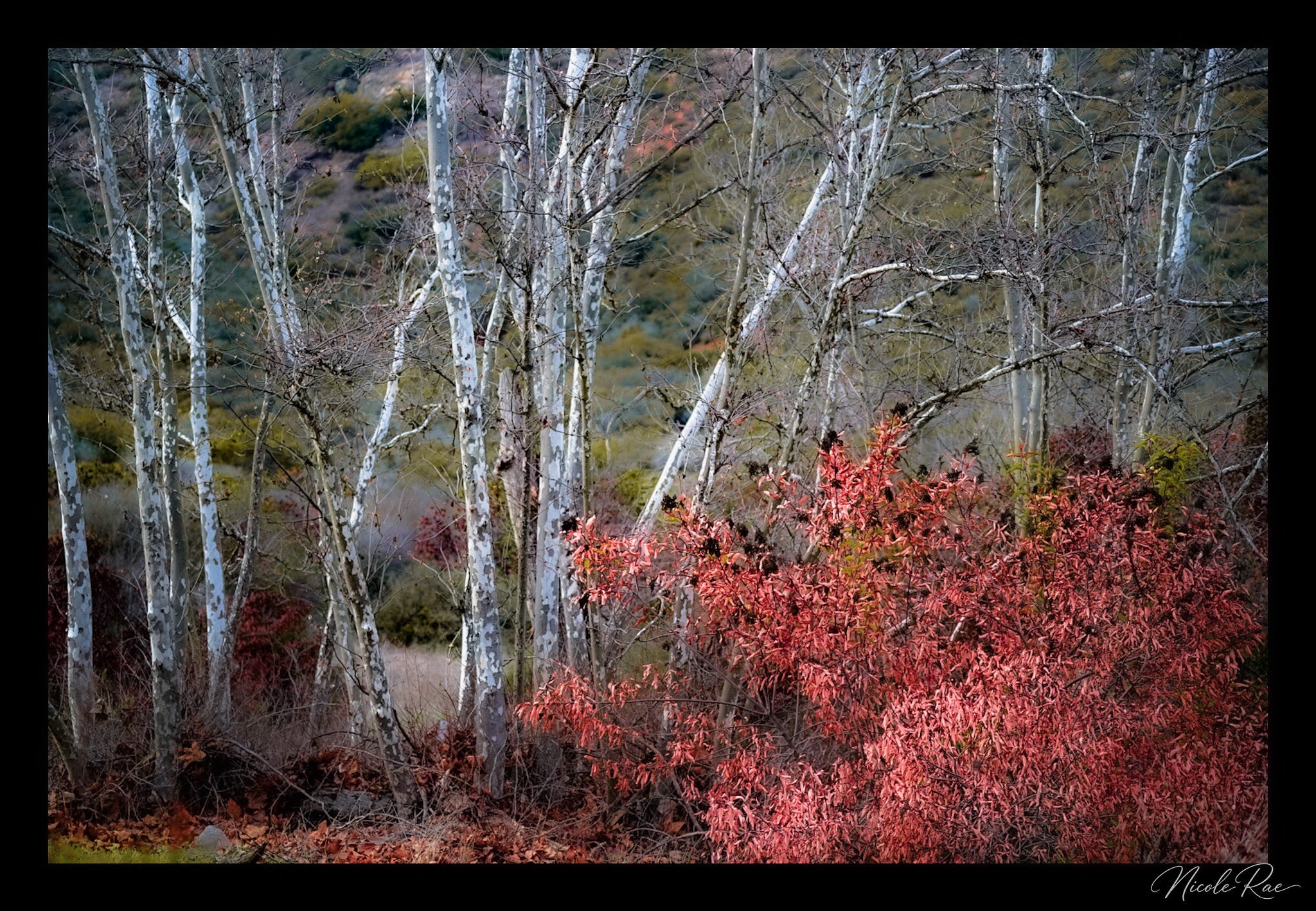 Autumn