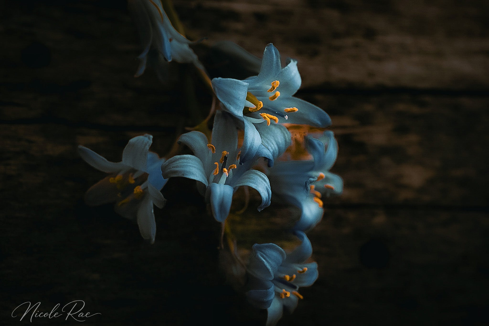 Flowers and Macro