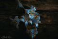 blue blooms
