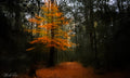Autumn Ghost Tree
