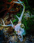 Skull with antlers