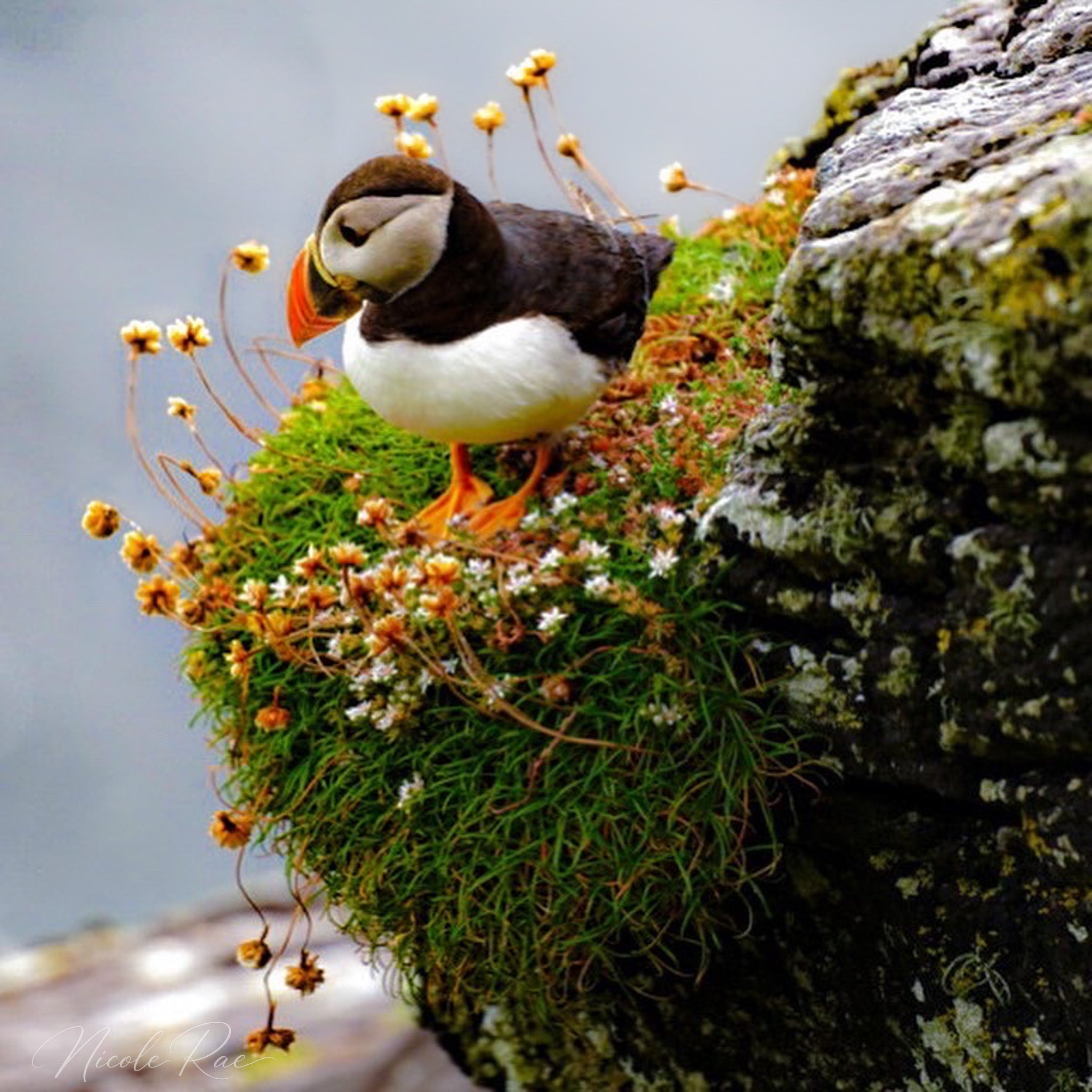 Nesting Puffin