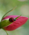 Ladybug on a rose petal