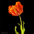 Fire Tulip