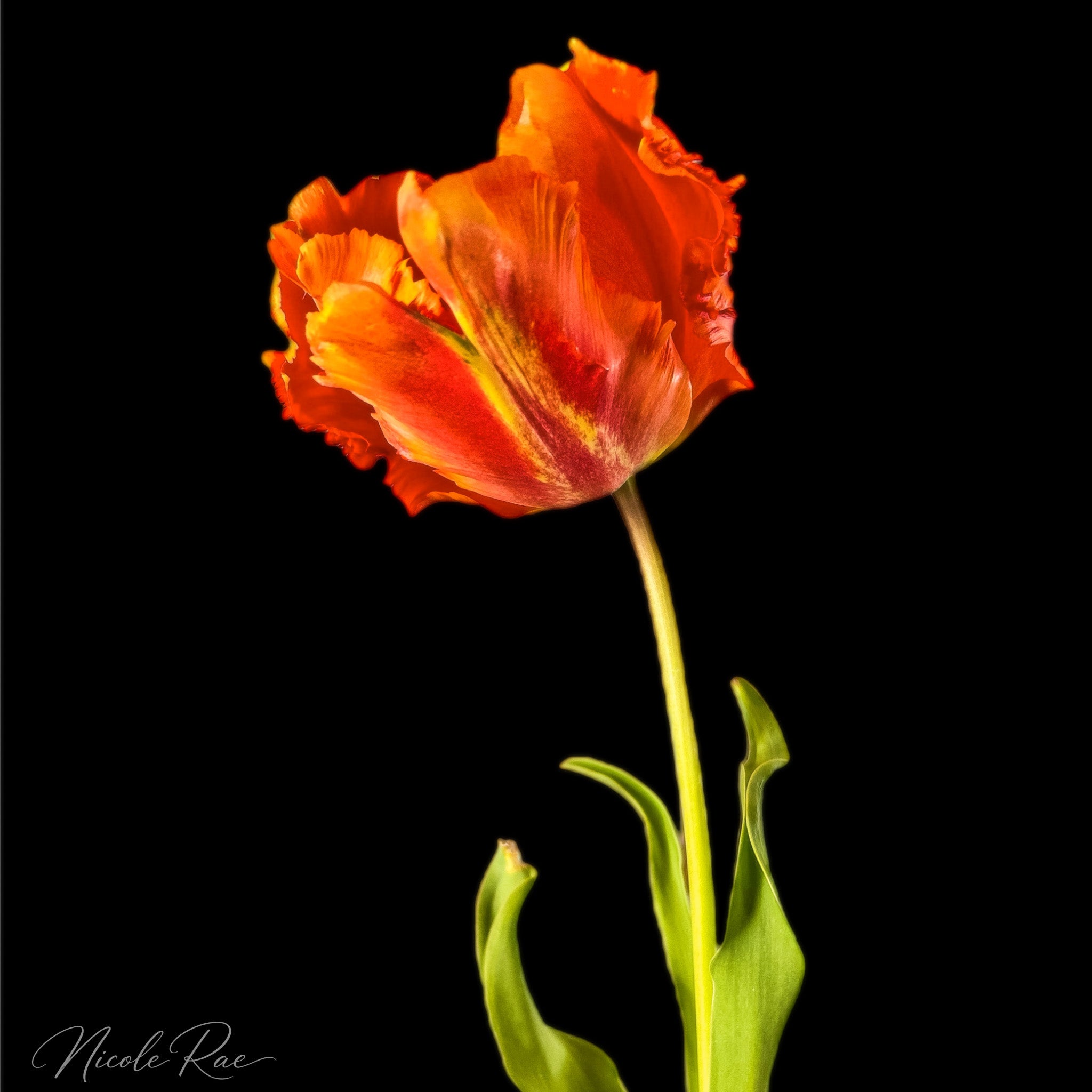 Fire Tulip