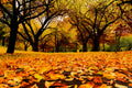 Leaves fall in Brooklyn