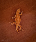 Gekko
