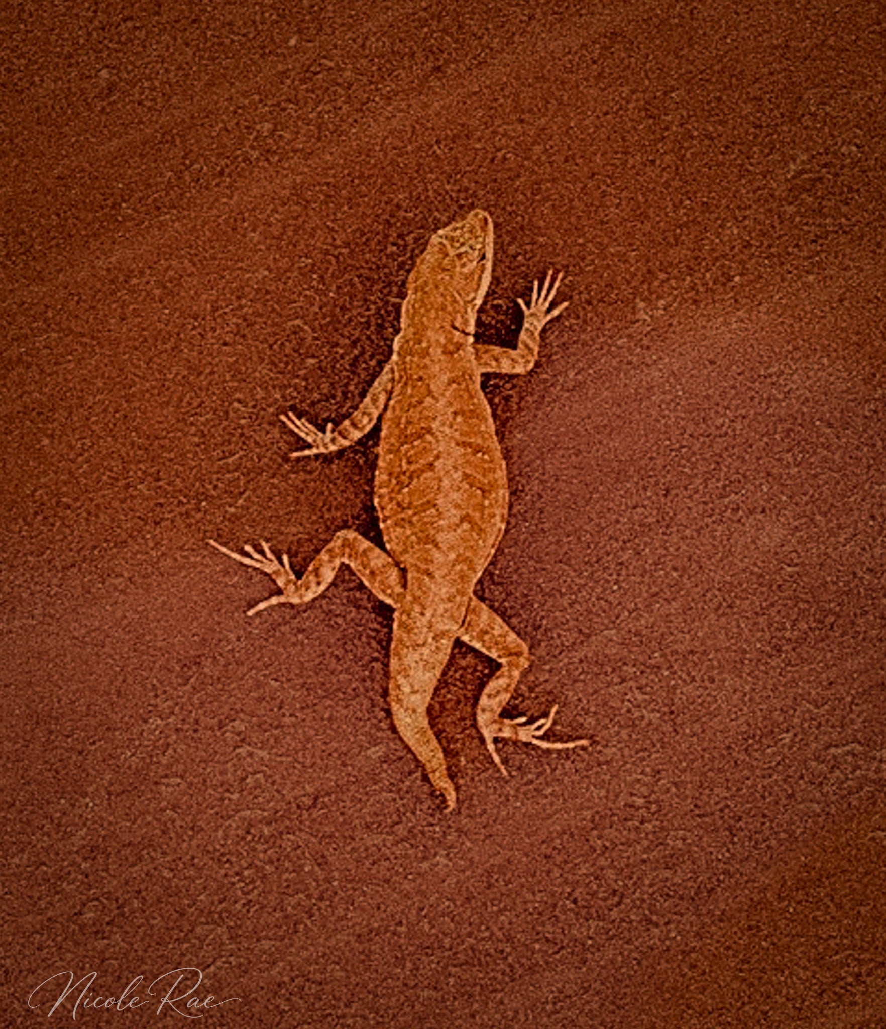 Gekko
