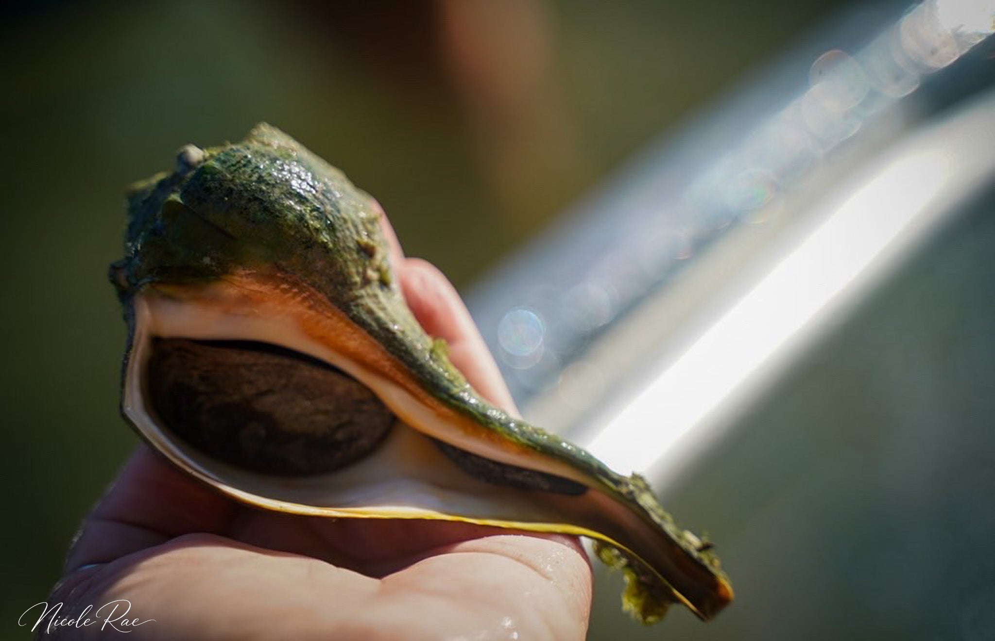Shell Creature