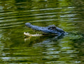 Alligator rising