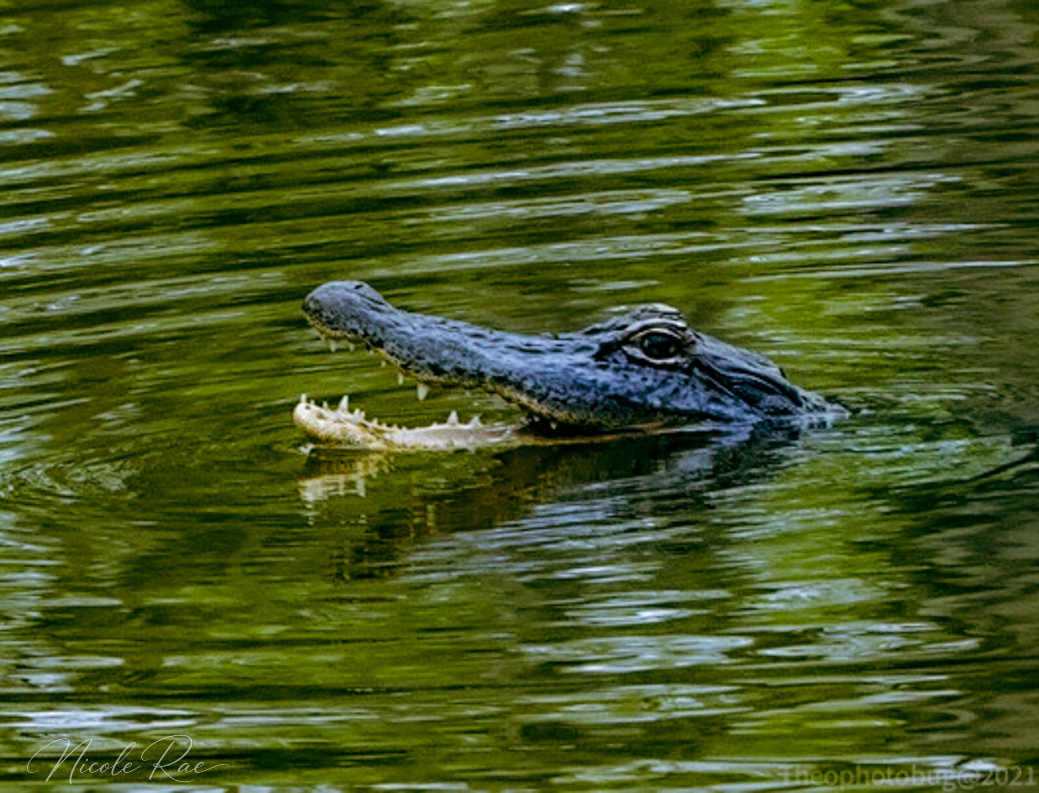 Alligator rising