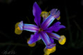 Purple Iris