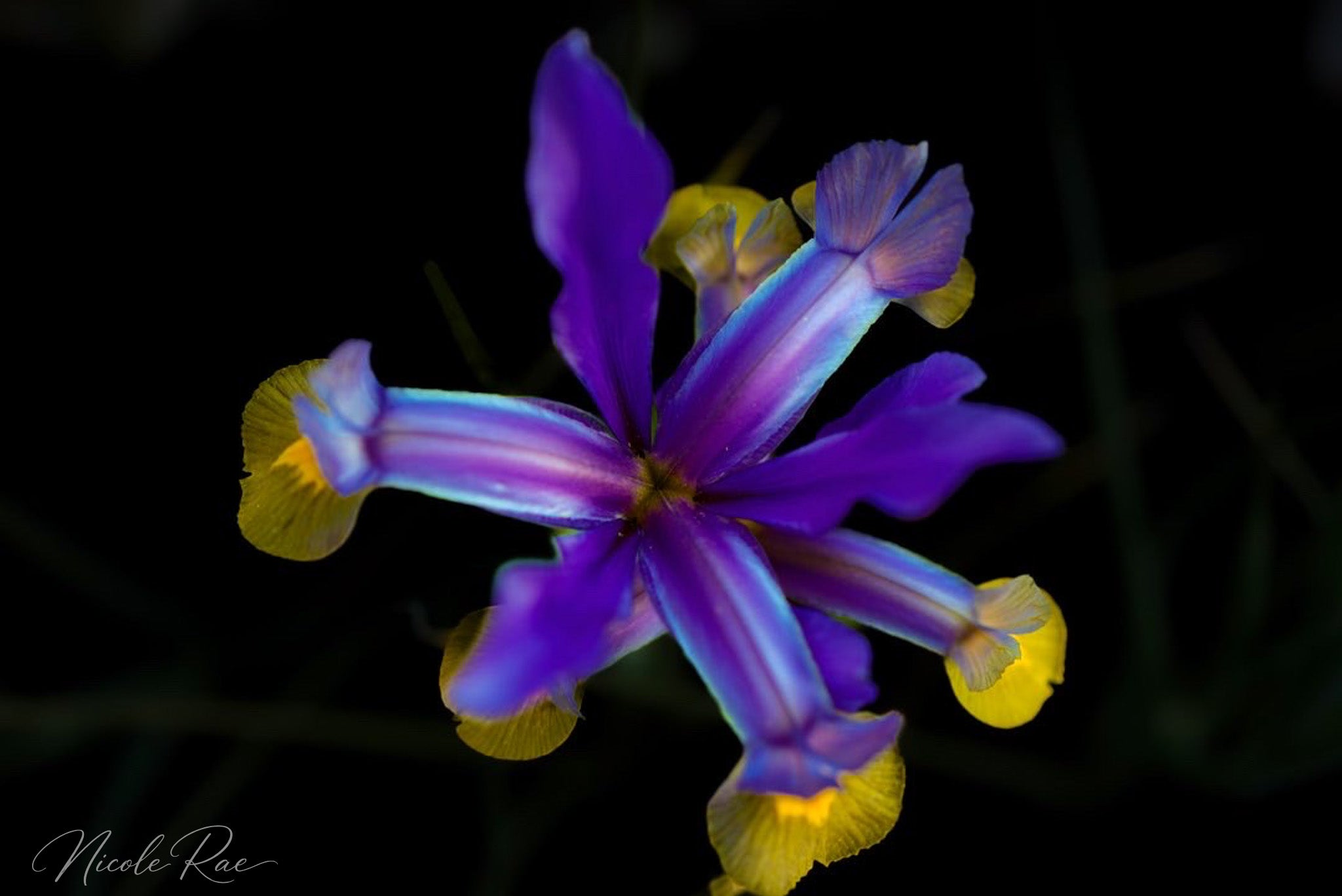 Purple Iris