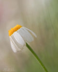 Spring is here