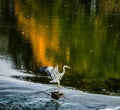 Egret Landing