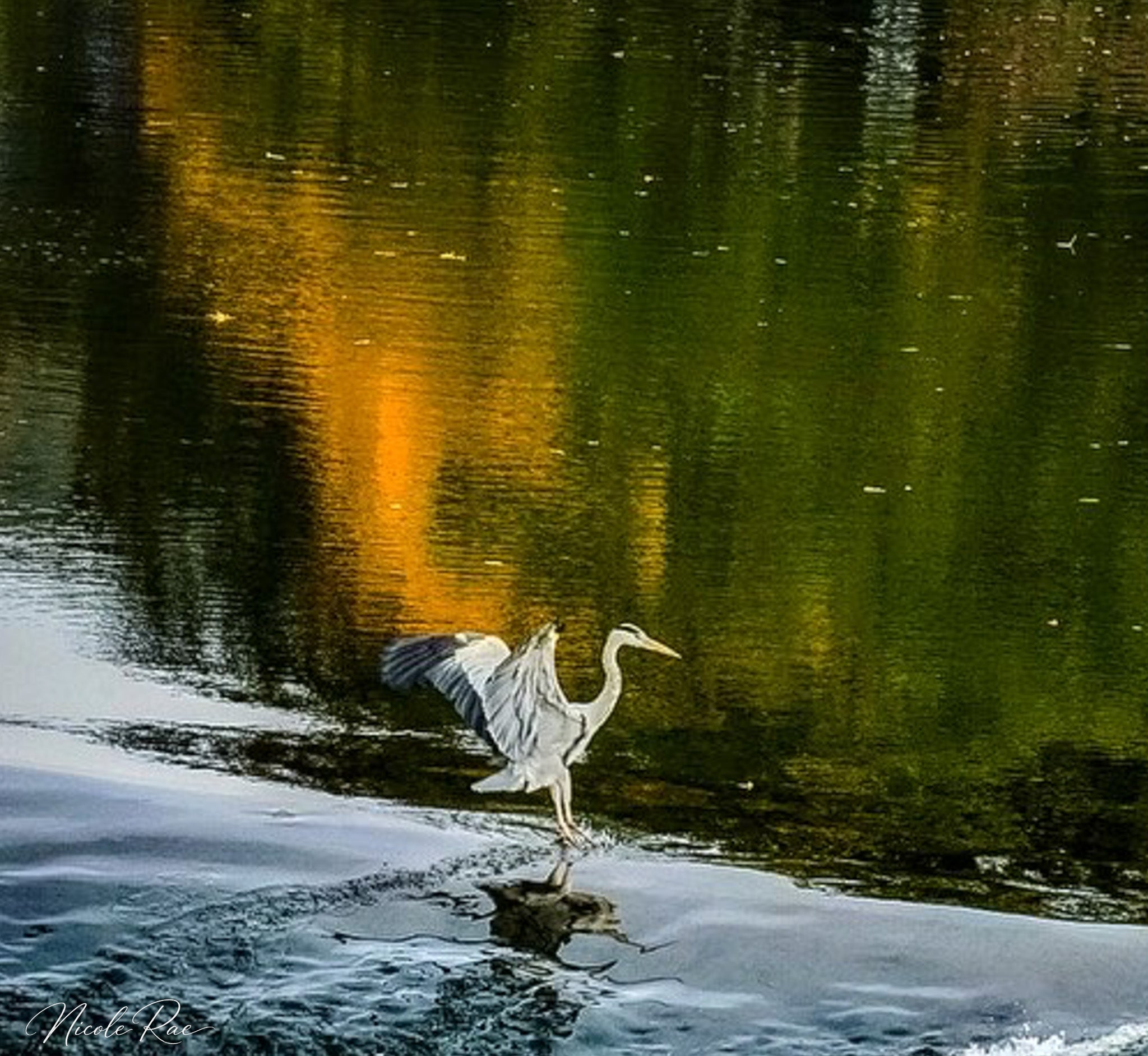 Egret Landing