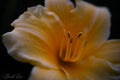 Buttercup