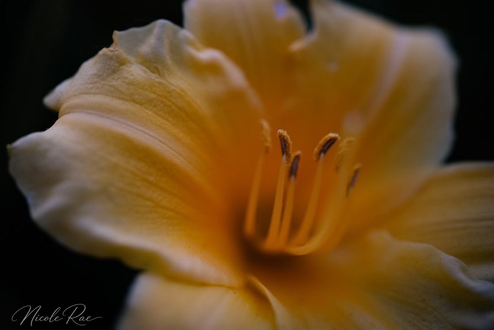 Buttercup