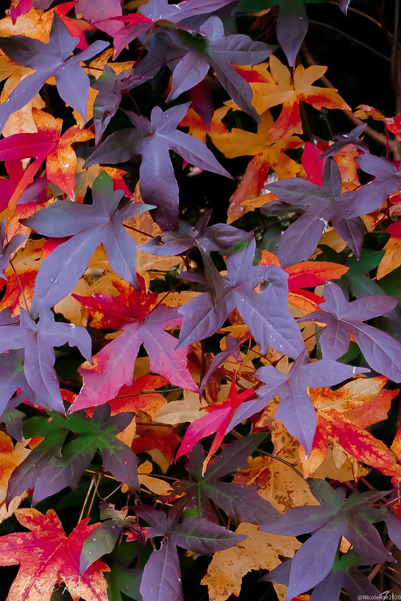 Autumn Leaves