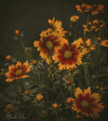 Coreopsis