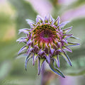 Sunflower bud