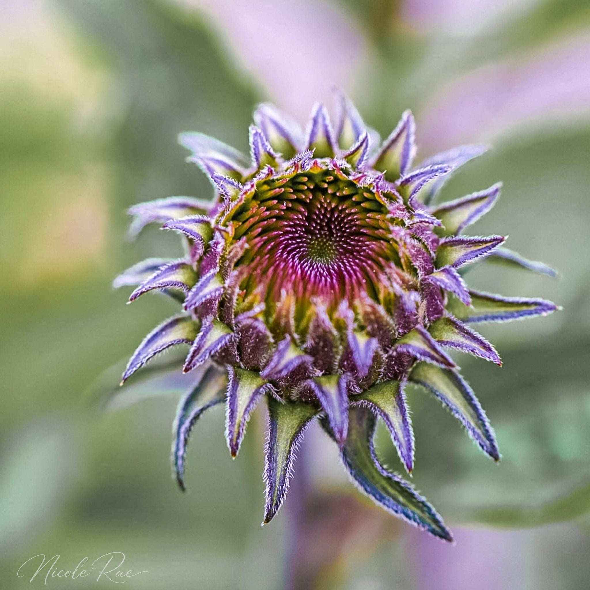Sunflower bud