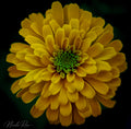 Yellow and Green Dahlia