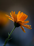 Orange water drops