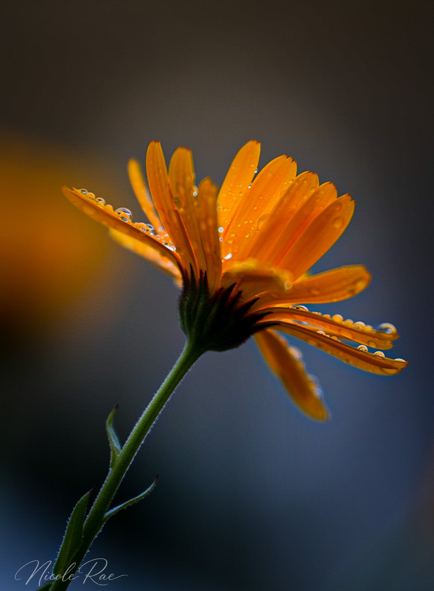 Orange water drops