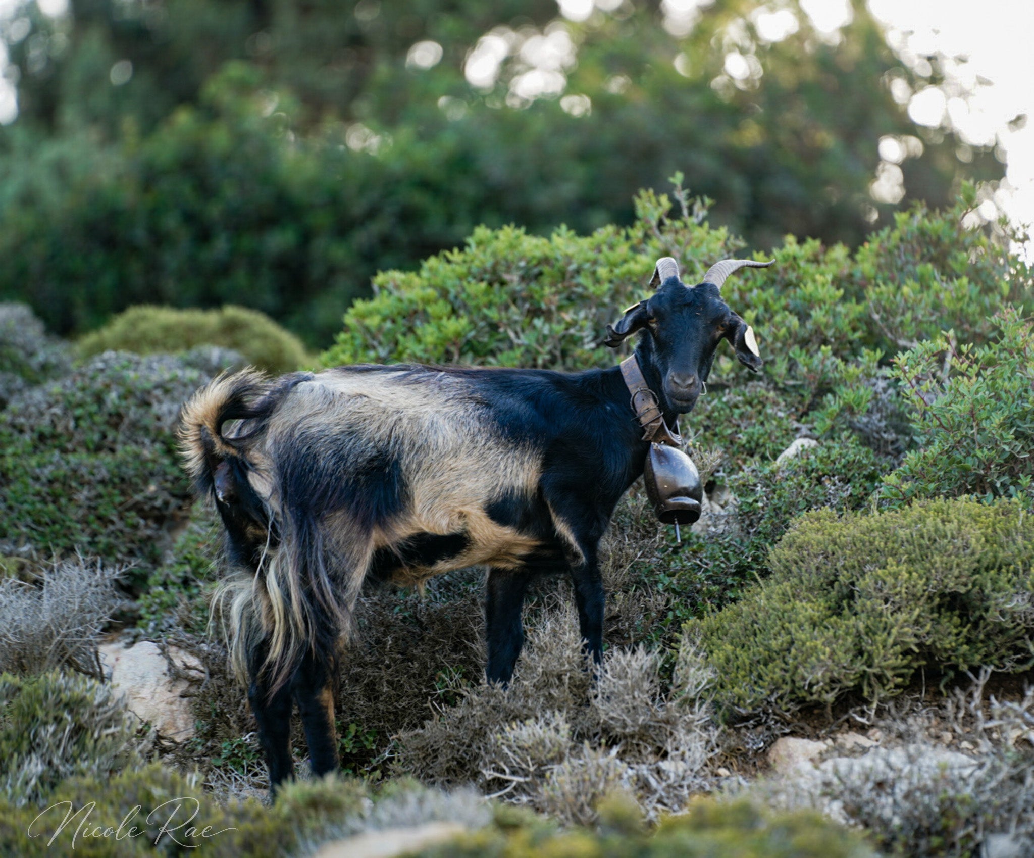 Goat with Bell
