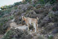 Mountain Goat