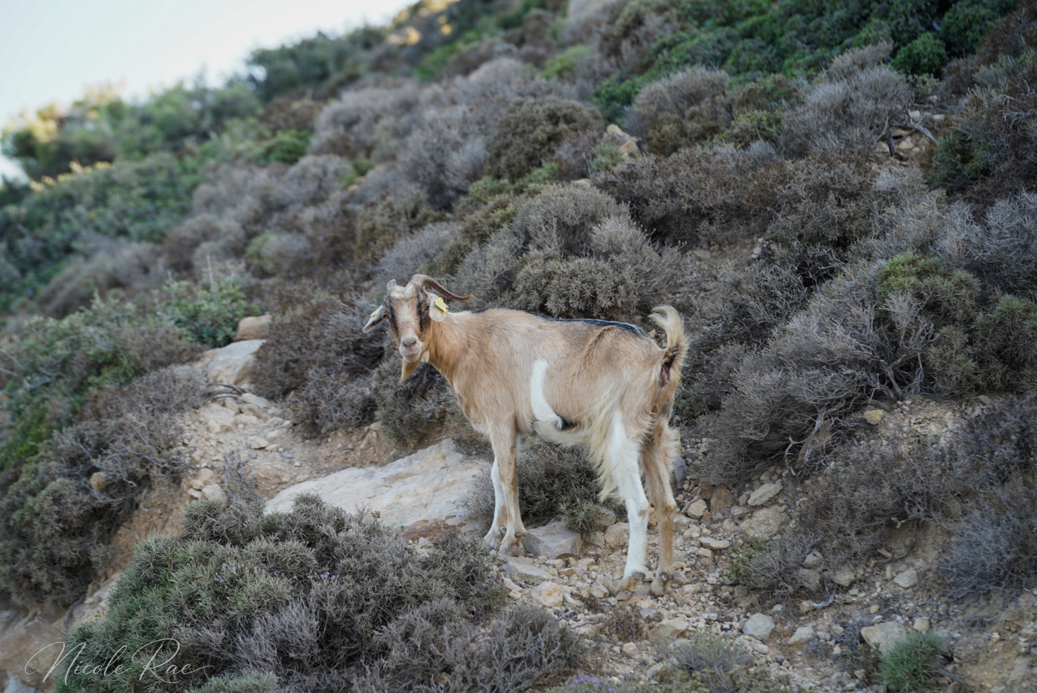 Mountain Goat