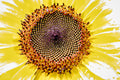 Sunburst