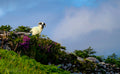 Goat in Ireland