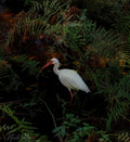 Egret in the swamp