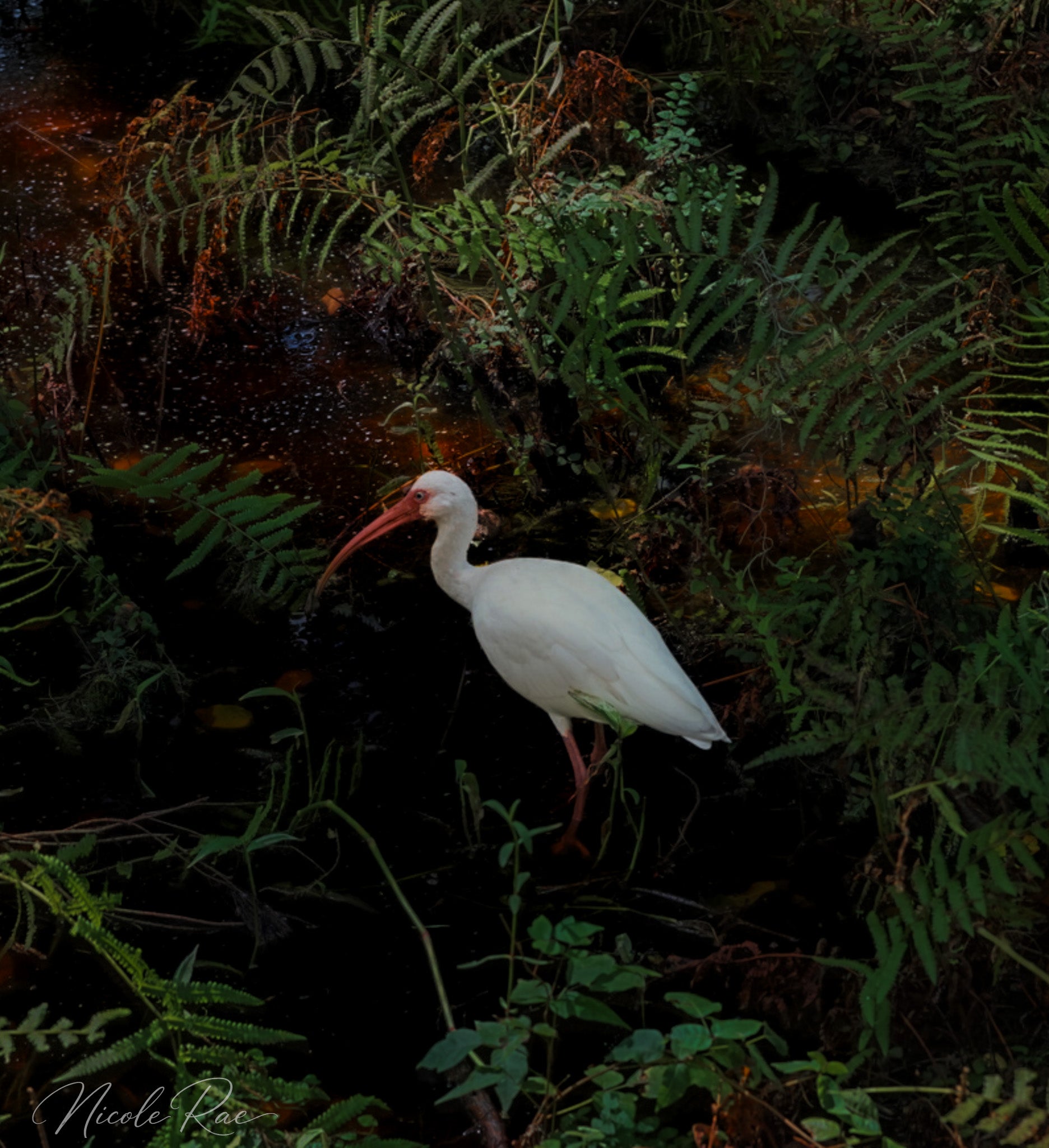Egret in the swamp