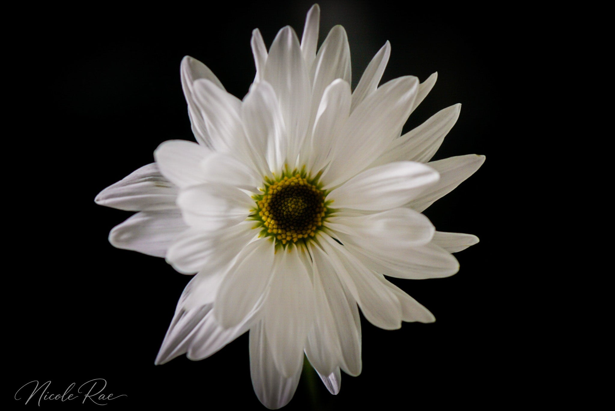 Daisy