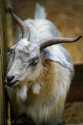 Goat in pen