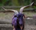 Horned goat, North Carolina, USA