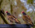 Vultures on a fence