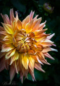 Vibrant Dahlia
