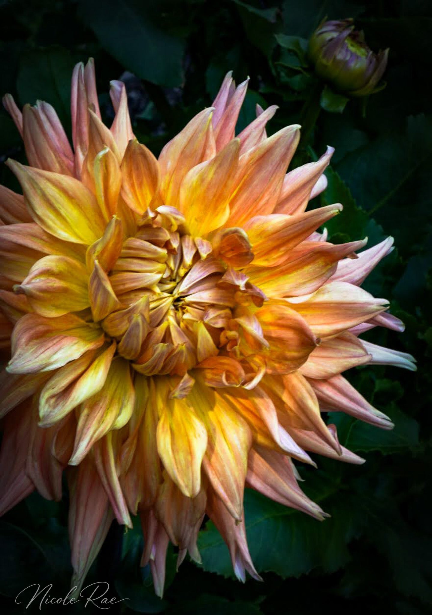 Vibrant Dahlia