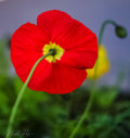Poppy back