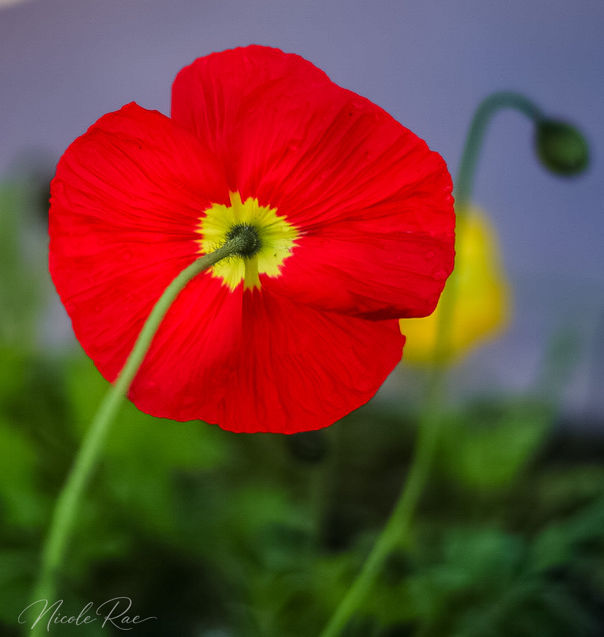 Poppy back
