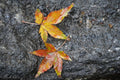 leaves on a rock