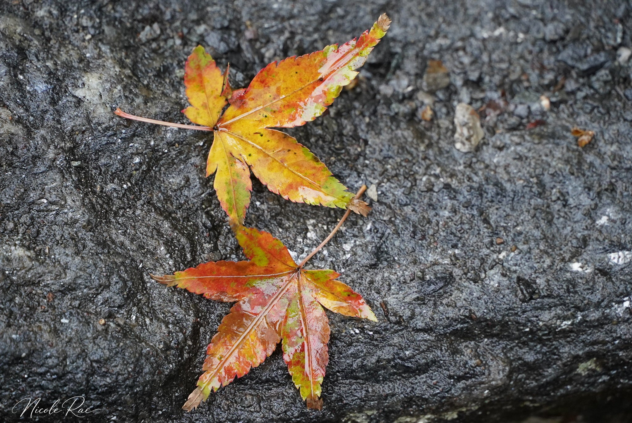 leaves on a rock