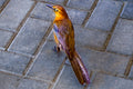 Bird on stone