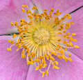 Pink and Gold