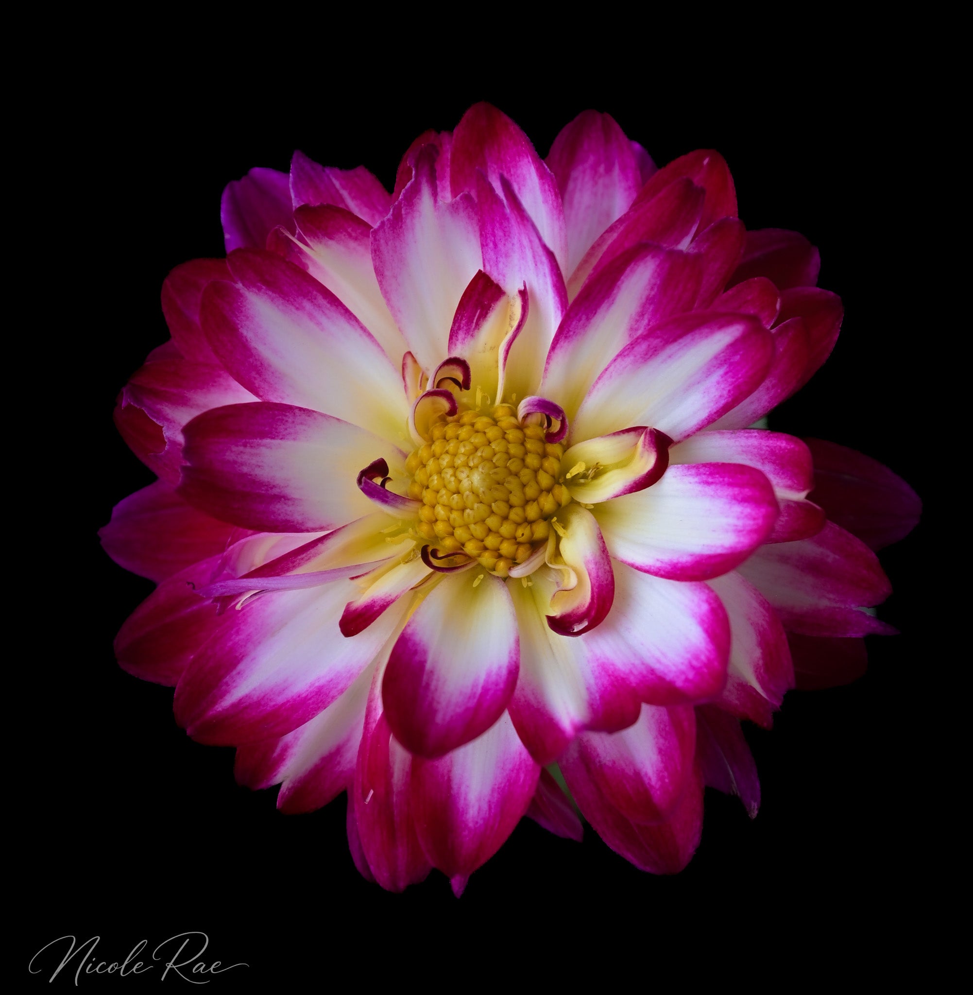 Fuchsia Dahlia