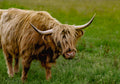 Highland Coo